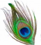 gallery/peacock image